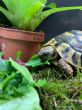 Hermanns : Young Female approx 3 years old (Hermy)